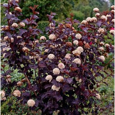 Пухироплідник калинолистий Little devil  C2